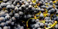 Uva di Pinot Nero