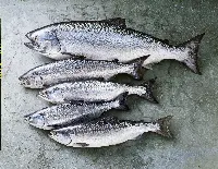 Salmoni dell'Alaska
