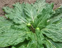 mandragora