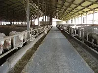 Allevamento bovini da carne