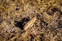 Locusta