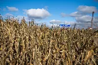 Campi di grano ad Aleksandrya (Bielorussia)