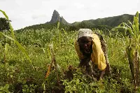 Donna al lavoro nei campi, Camerun