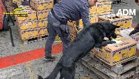 Gioia Tauro, sequestro cocaina banane 16 maggio 2023