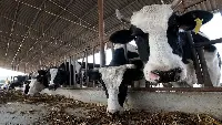 In Cina sono state clonate tre super mucche da latte