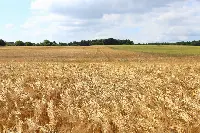 campo di grano