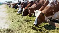 Un allevamento bovini