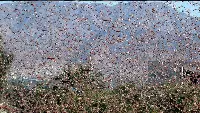 Invasione delle cavallette in Sardegna