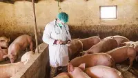 Peste suina africana: si eseguono controlli in un allevamento