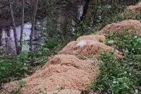 Pasta abbandonata lungo un fiume nel New Jersey