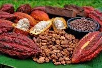 Cacao