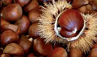 Castagna nel suo riccio