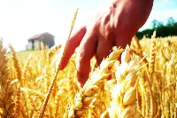 Grano