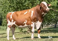 Toro Holstein