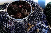 Pesca dei ricci di mare