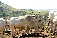 Consorzio Vitellone Bianco IGP: bovini di razza Romagnola