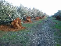 Xylella, ulivi infetti in Puglia