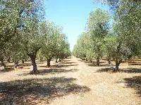 olivi