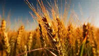 Un campo di grano