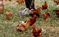 Pollo Campese Amadori
