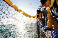 Msc pescatori