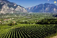 DOC DELLE VENEZIE_VIGNETO TRENTINO