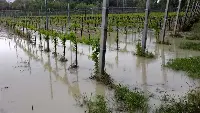 Vigne romagnole alluvionate