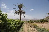 Vigneto nel Sud dell'Arabia Saudita