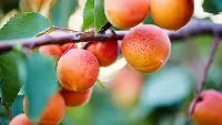 Albicocche Fruvenh