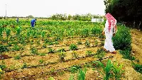 Agricoltura in Qatar