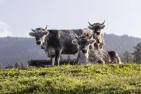 Allevamenti Alto Adige