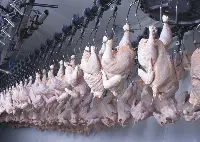 carne-pollo-industria-trasformazione-lavorazione-
