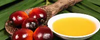 olio di palma