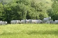 Chianina al pascolo