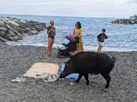 Cinghiali sulla spiaggia di Sturla a Genova