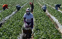 Braccianti agricoli