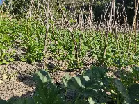 Progetto All Organic a cura del Crea