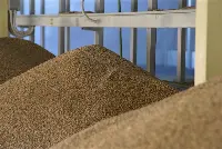 Risone in magazzino in attesa della lavorazione