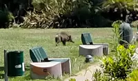 Un cinghiale al centro commerciale La Fiumara di Genova