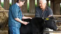 Veterinario