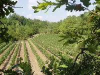 Vigneto