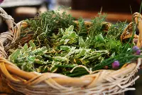 Raccolta aromatiche spontanee
