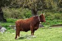 Bovino di razza Sardo-Modicana