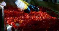 pomodoro petti