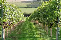 Vigneto nell'East Sussex