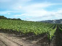 Rancho Real Vineyard