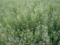 erba medica