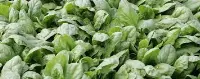Verdure