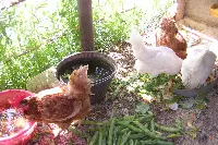 Pollaio