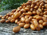 Slow Beans